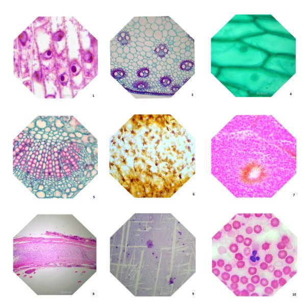 Mikroskop Slayt Seti - Ahşap Kutulu - 25 Slayt
