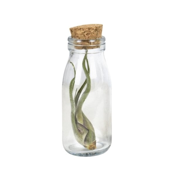 Borox Mantar Tıpalı Cam Şişe - Süs Hediyelik Mini Şişe 15 ml